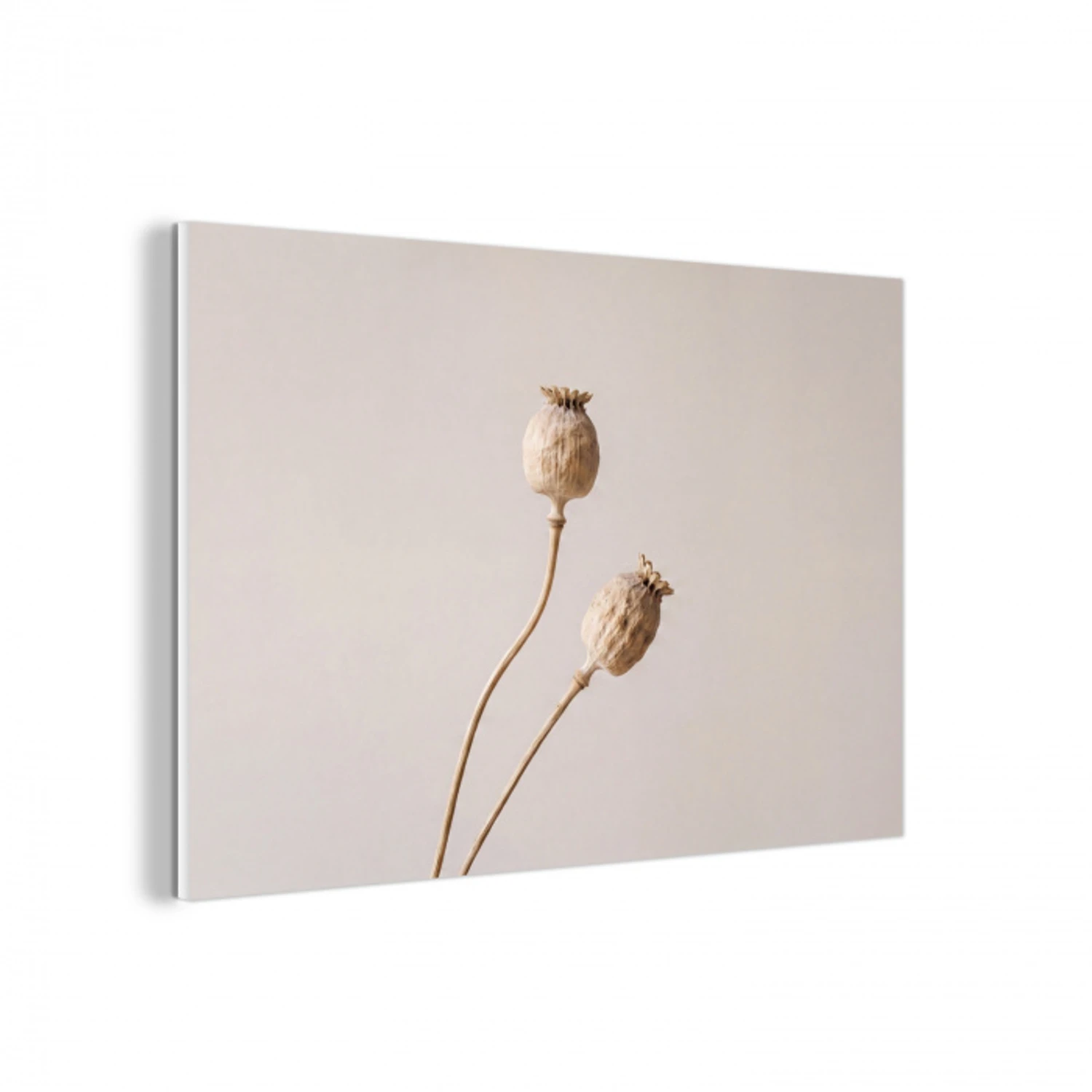 Papaverbollen - Droogbloemen - Minimalistisch - Beige - Rustig forex 5mm xxl -3d