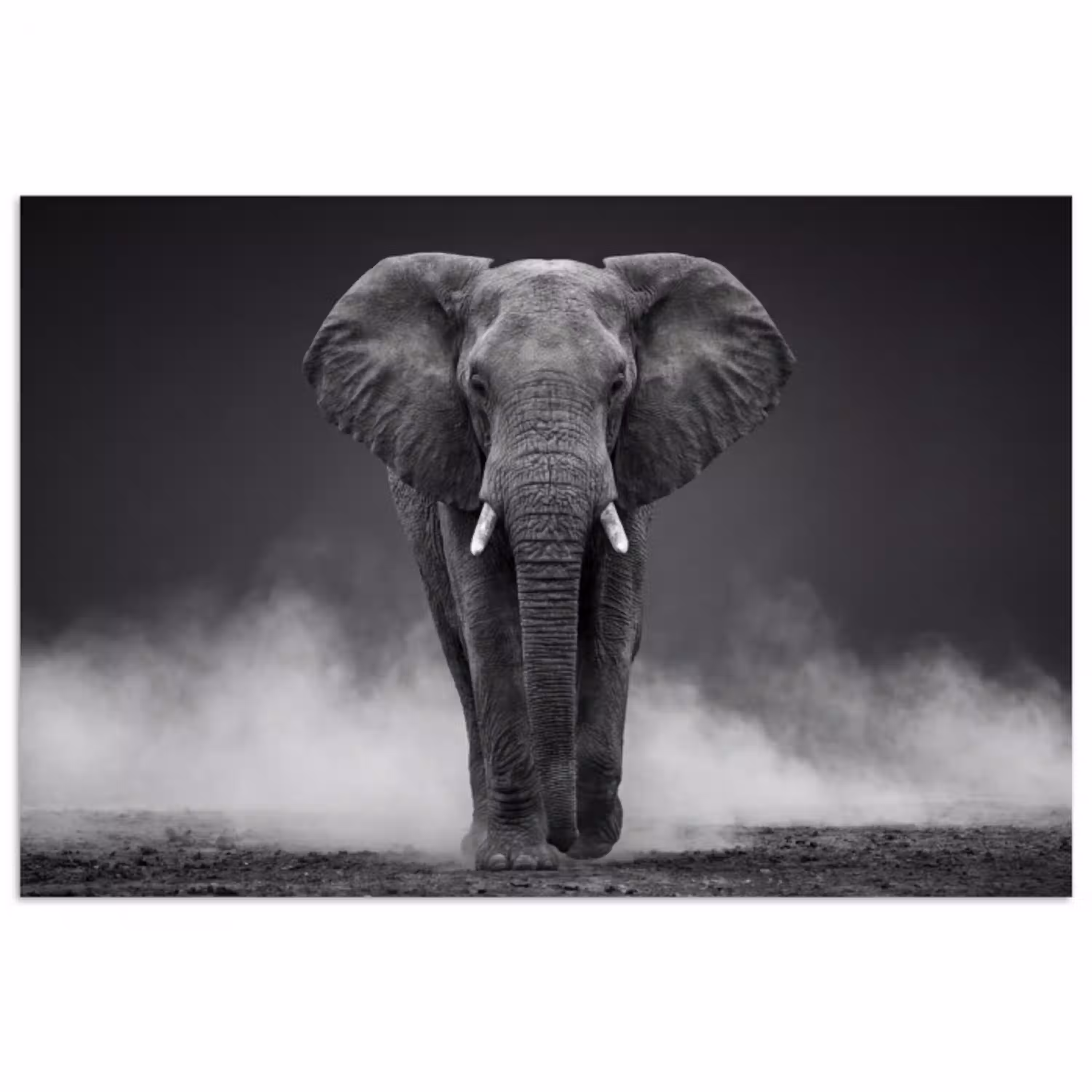 Olifant - Zwart - Wit - Rook poster papier klein -3d