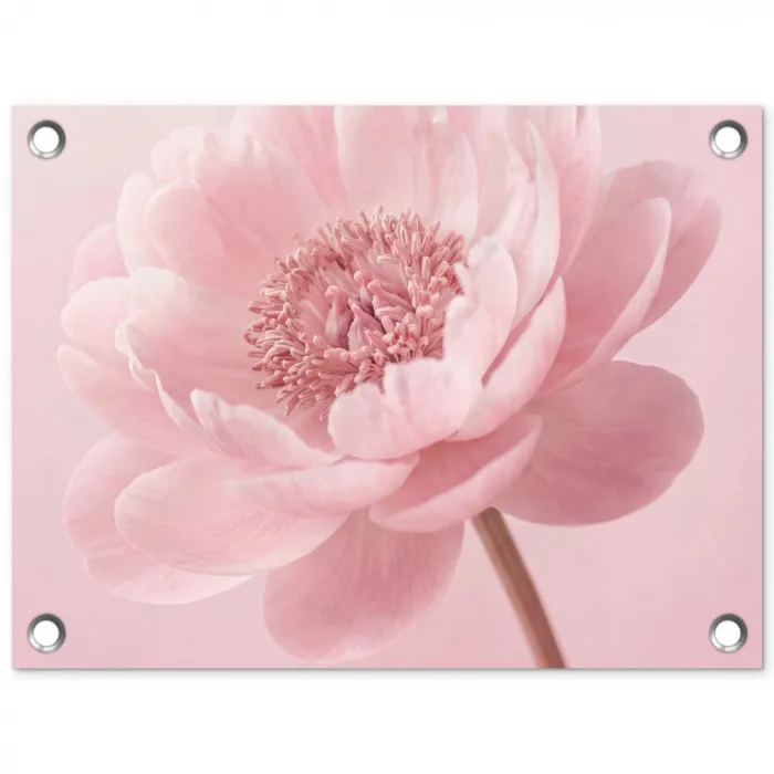 Bloem - Pioenroos - Roze tuinposter los doek klein -3d