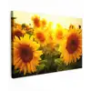 Zonnebloemen in het zonlicht Tuinposter op houten frame 2 cm dik klein -3d