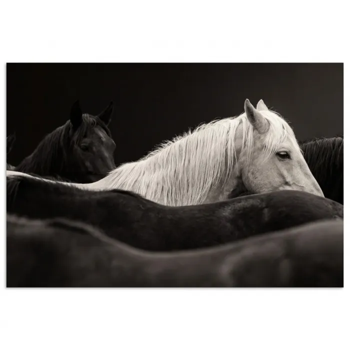 Paarden - Zwart - Wit - Kudde poster papier klein -3d