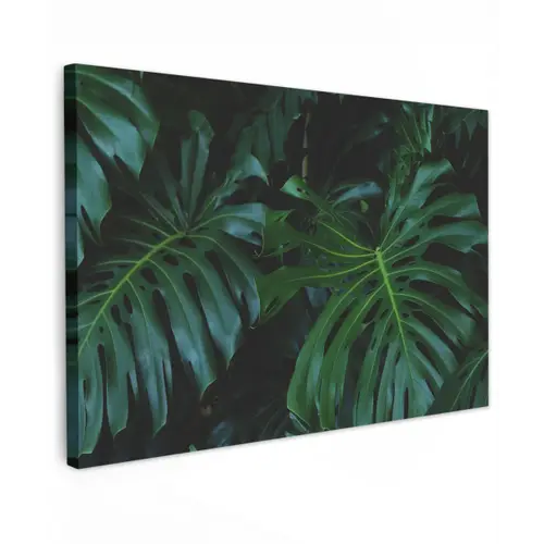 Monstera - Jungle - Bladeren canvas 2cm klein -z3d