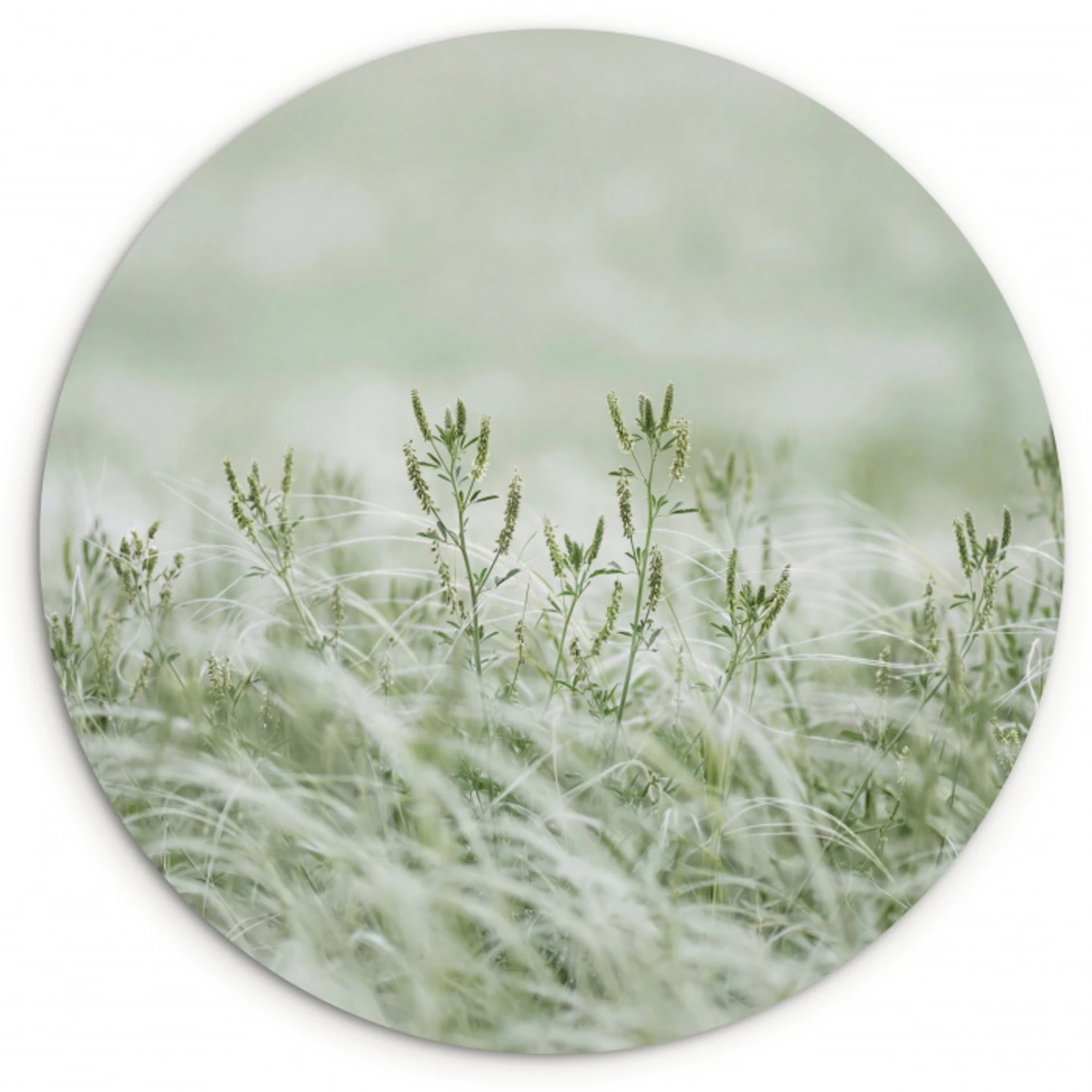 Grassen - Minimalistisch - Groen Wandcirkel kunststof plaat 5mm dik klein -3d
