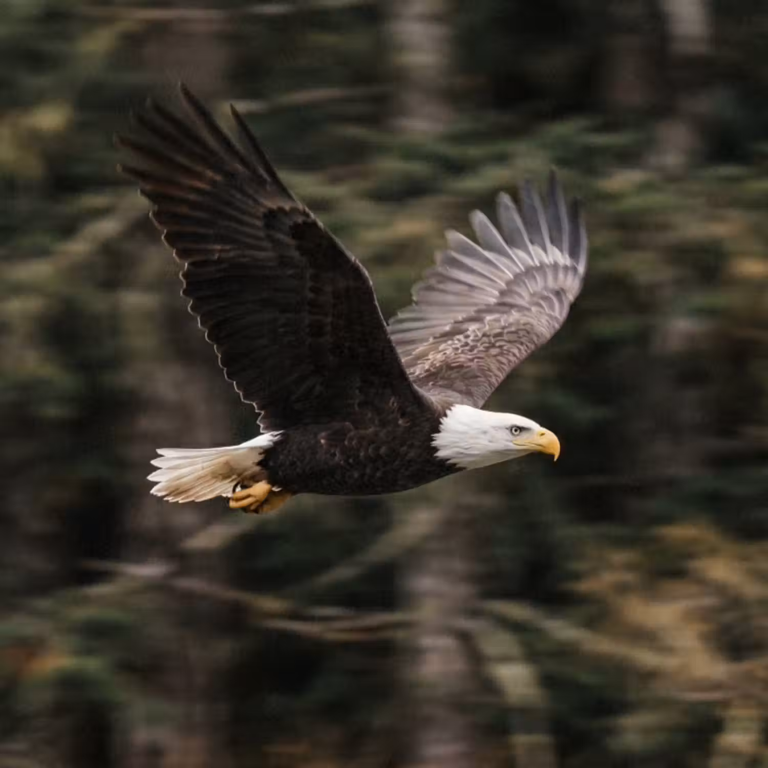 Tapete - Weißkopfseeadler - Fliegen - Wald - Natur