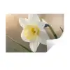Narcis - Bloem - Minimalistisch Muursticker klein -3d