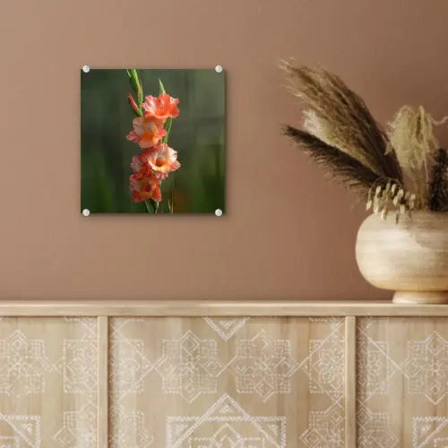 Bloem - Gladiolen - Zalmroze plexiglas 5mm klein -sfeer5