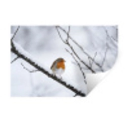 Roodborstje - Tak - Sneeuw - Winter - Levendig Muursticker klein -3d