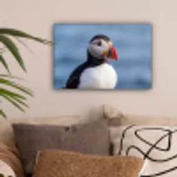Papegaaiduiker - Portret - Natuur canvas 2cm klein -sfeer1