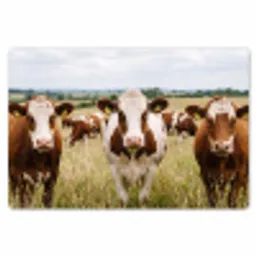 Koeien - Portret - Weide - Boerderij - Nieuwsgierig Placemat vinyl groot -zzsfeer1_Kitchenyeah-website