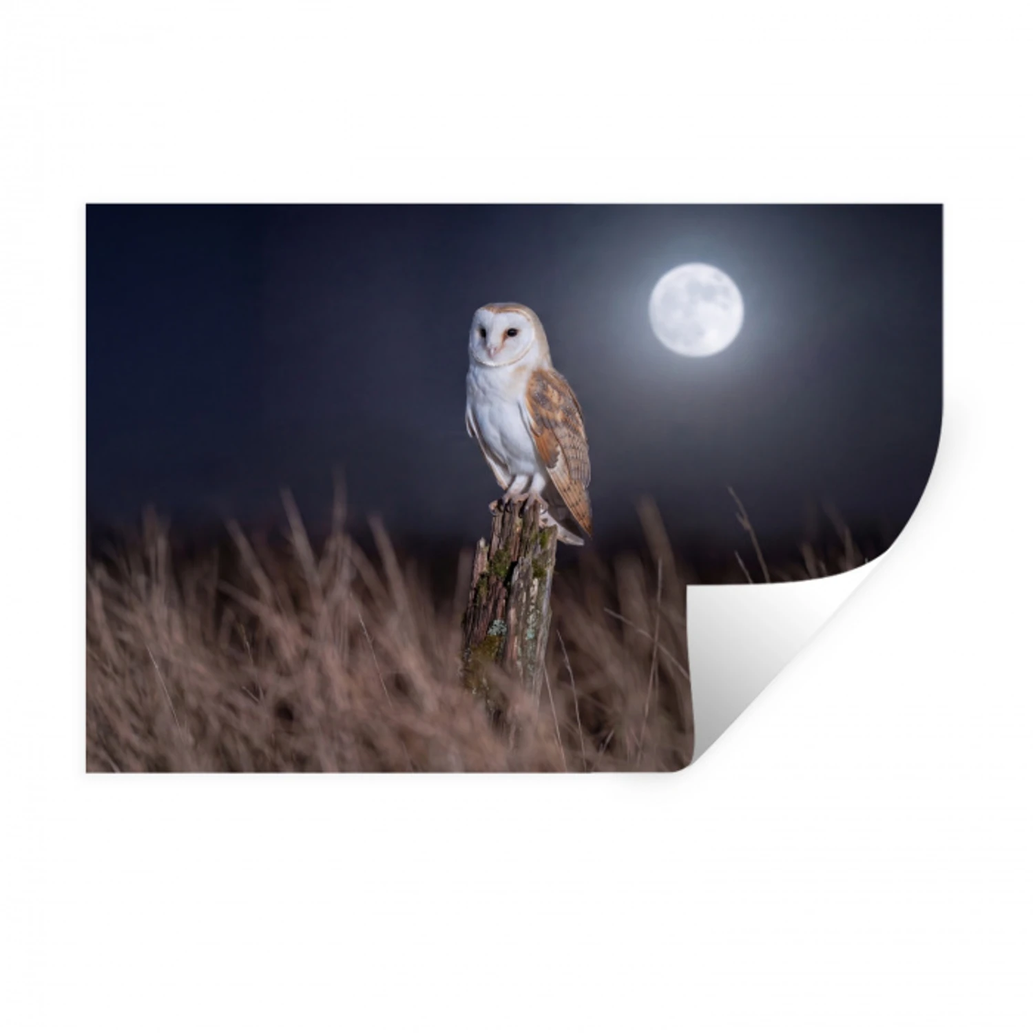 Kerkuil - Maan - Nacht Muursticker klein -3d