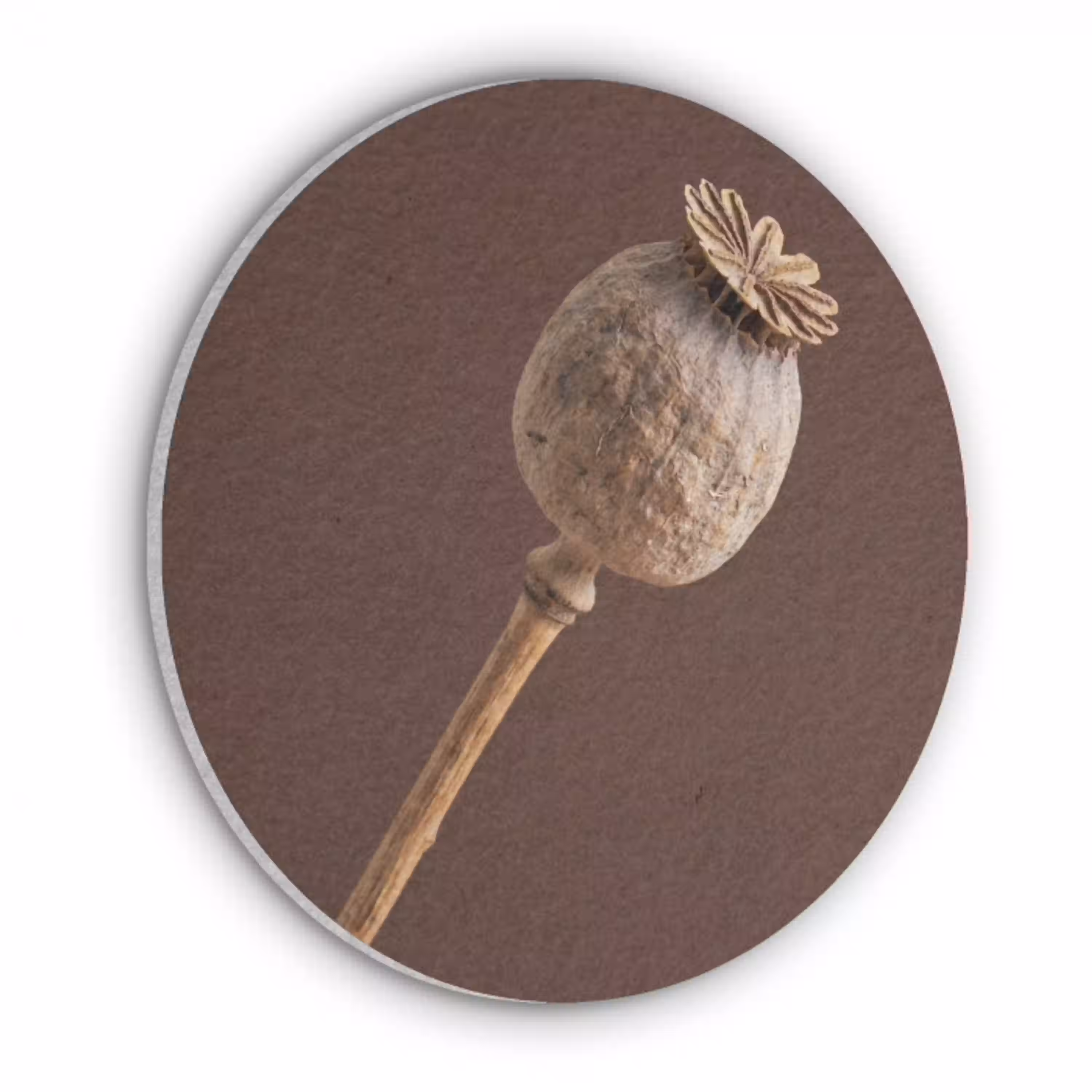 Papaverbol - Droogbloem - Bruin - Minimalistisch Akoestische PET Vilt - Rond klein -3d