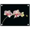 Orchidee - Bloemen - Zwart - Roze - Knoppen tuinposter los doek klein -3d