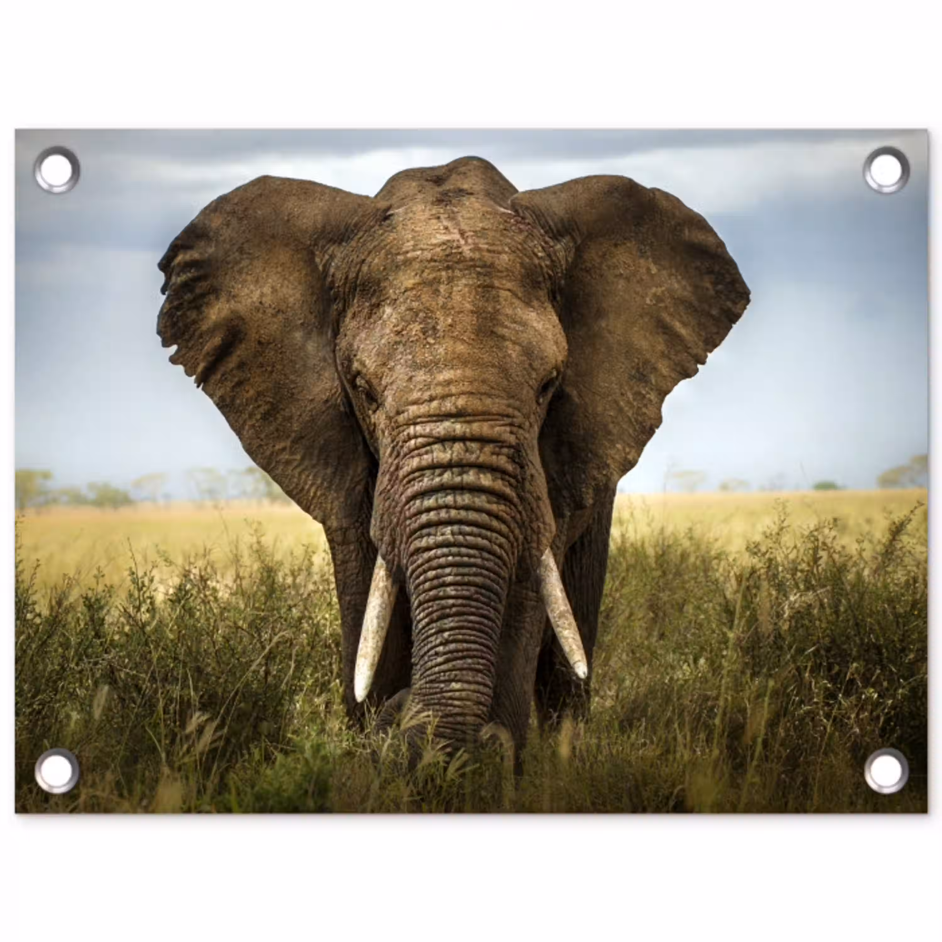 Olifant - Natuur - Gras - Dieren - Landschap tuinposter los doek klein -3d