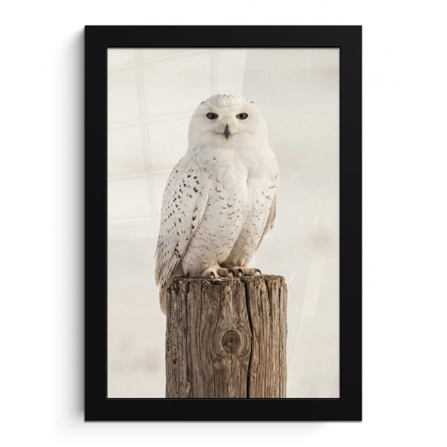 Sneeuwuil - Paal - Winter - Portret - Majestueus fotolijst zwart zonder passe partout klein -3d