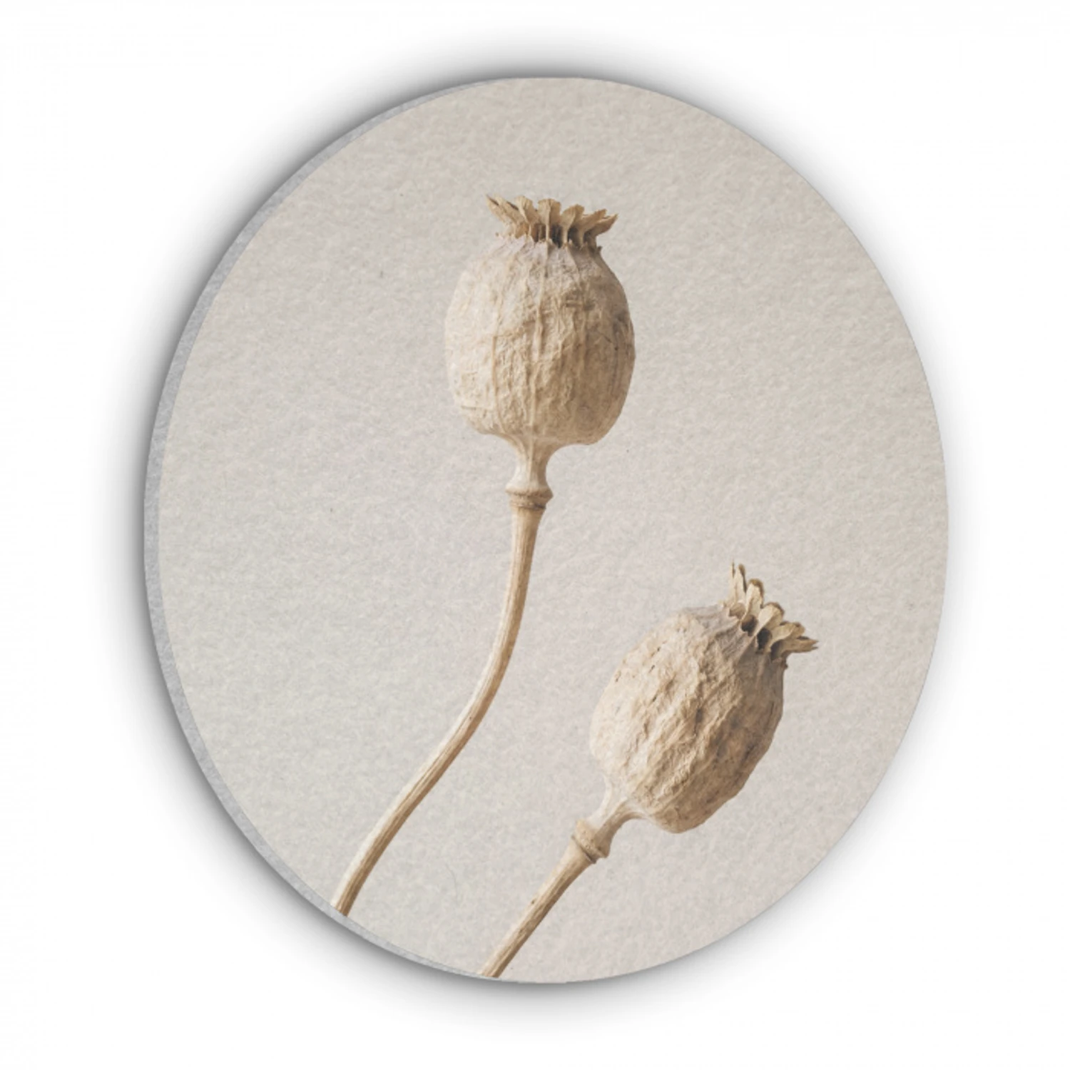 Papaverbollen - Droogbloemen - Minimalistisch - Beige - Rustig Akoestische PET Vilt - Rond klein -3d