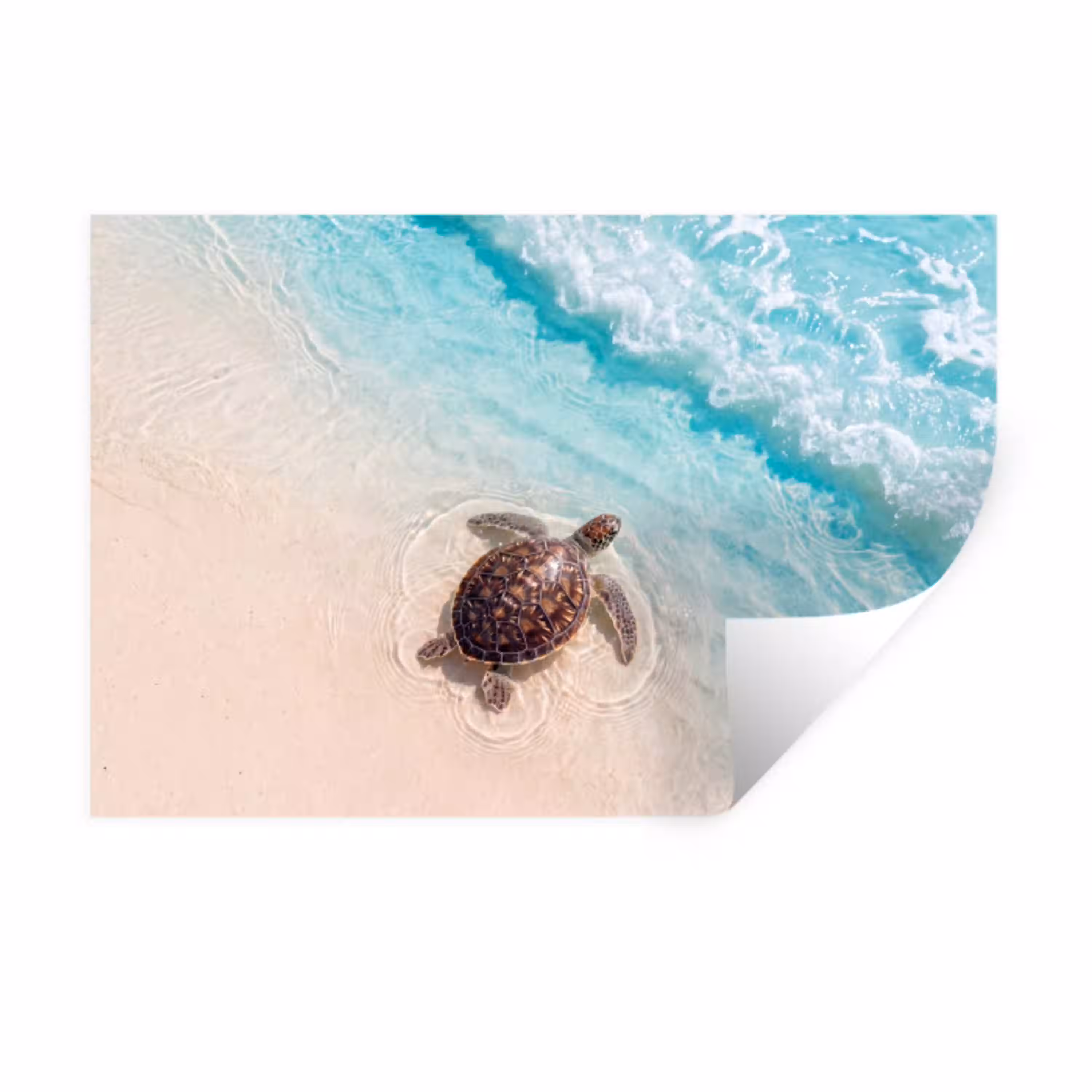 Schildpad - Helder water - Strand - Dieren - Natuur Muursticker klein -3d