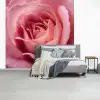 Roze - Roos - Romantisch fotobehang vinyl groot -slaapkamer