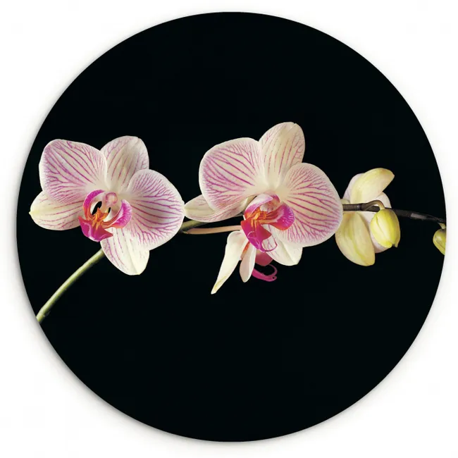 Orchidee - Bloemen - Zwart - Roze - Knoppen Wandcirkel kunststof plaat 5mm dik klein -3d