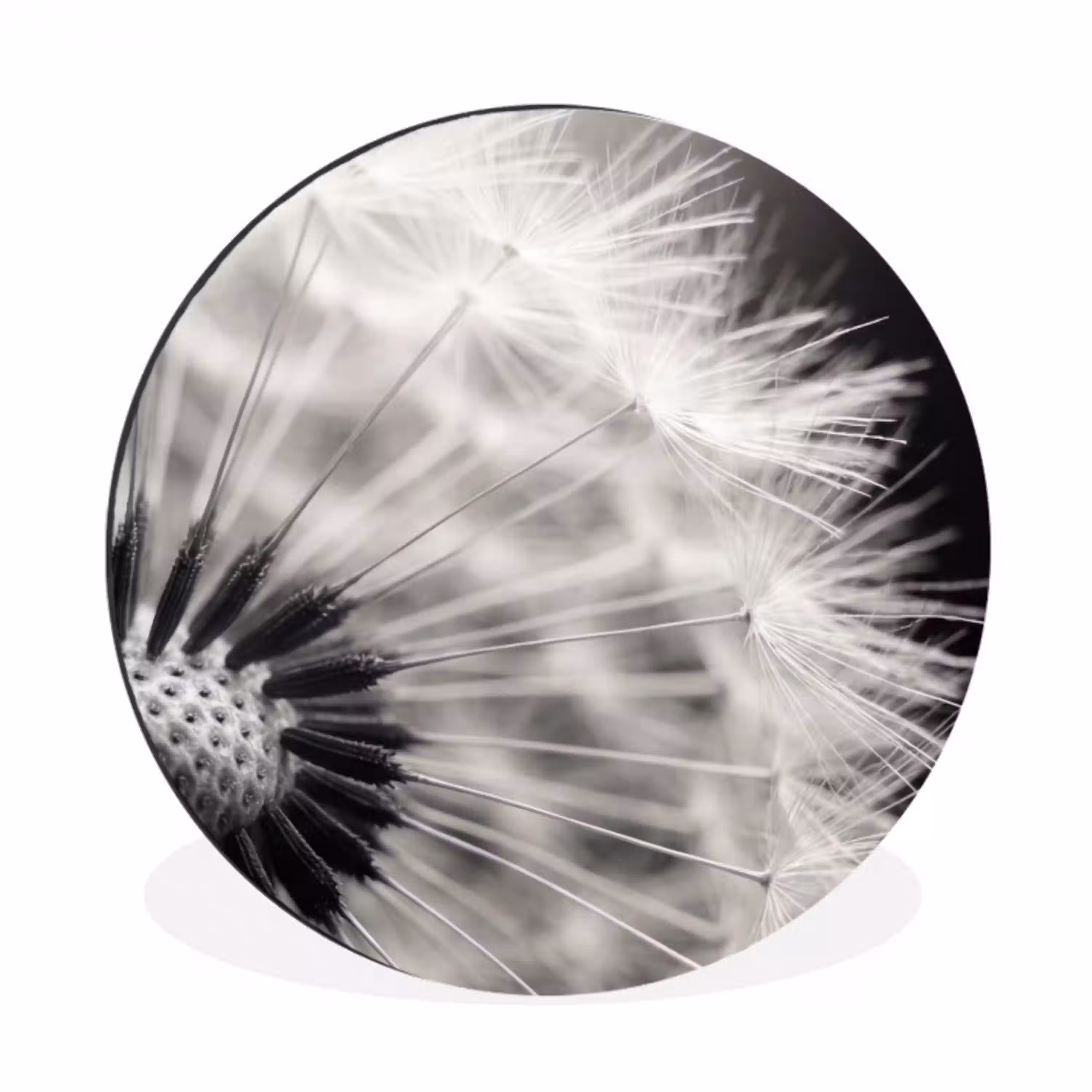 Paardenbloem - Zwart - Wit Wandcirkel aluminium klein -3d