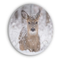 Hert - Sneeuw - Bos - Dieren - Vertederend Akoestische PET Vilt - Rond klein -3d