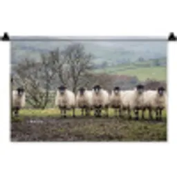 Schapen - Rij - Weide - Dieren - Platteland Wandkleed katoen klein -zz3d