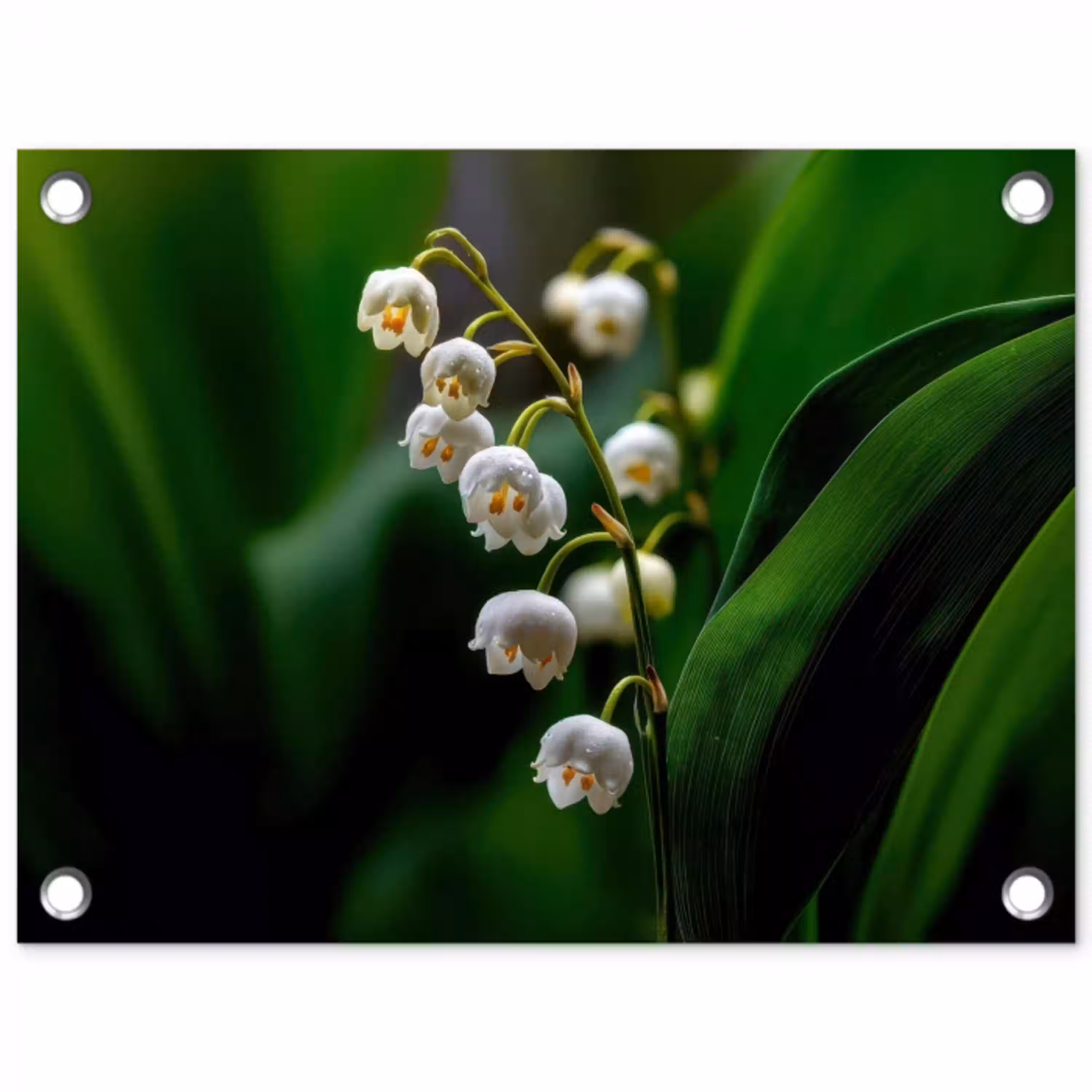 Bloemen - Wit - Bladeren - Lelietjes tuinposter los doek klein -3d