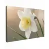 Narcis - Bloem - Minimalistisch Tuinposter op houten frame 2 cm dik klein -3d