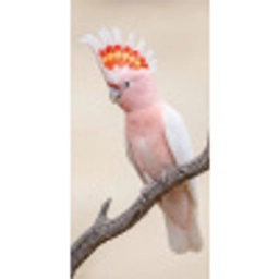 Papagaai - Tak - Roze Behang Vlies klein -3d_website