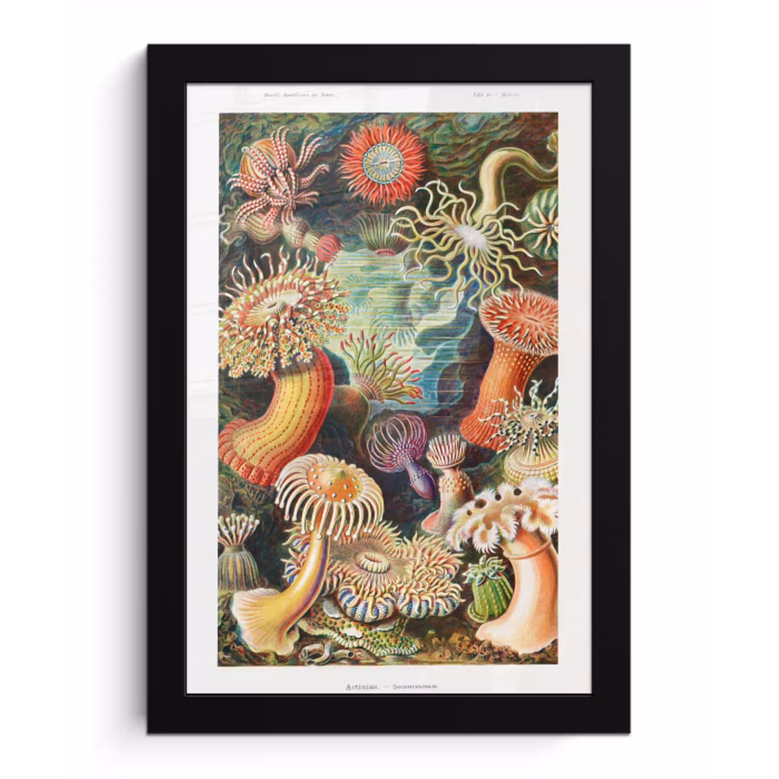 Ernst Haeckel - Anemoon - Retro - Natuur - Planten - Zee fotolijst zwart zonder passe partout klein -3d