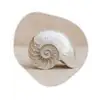 Schelp - Spiraal - Beige Wandcirkel Organisch Forex 3mm klein -3d