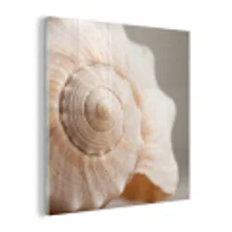Schelp - Detail - Beige plexiglas 5mm klein -z3d