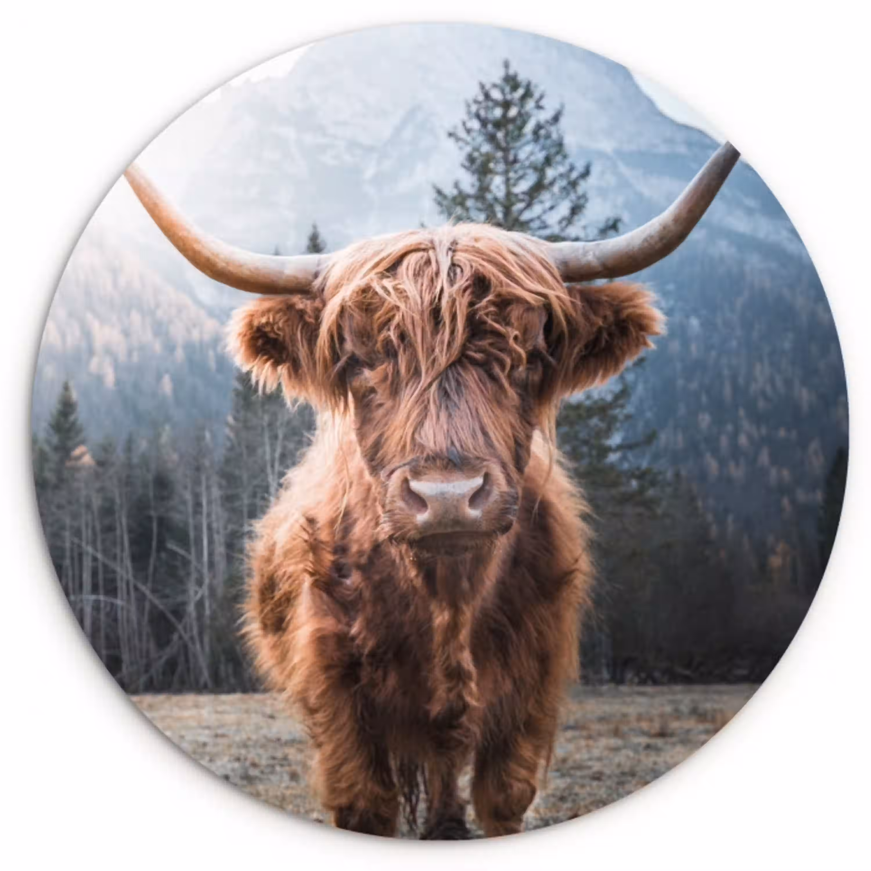 Schotse hooglander - Koe - Dieren - Berg - Natuur Wandcirkel kunststof plaat 5mm dik klein -3d
