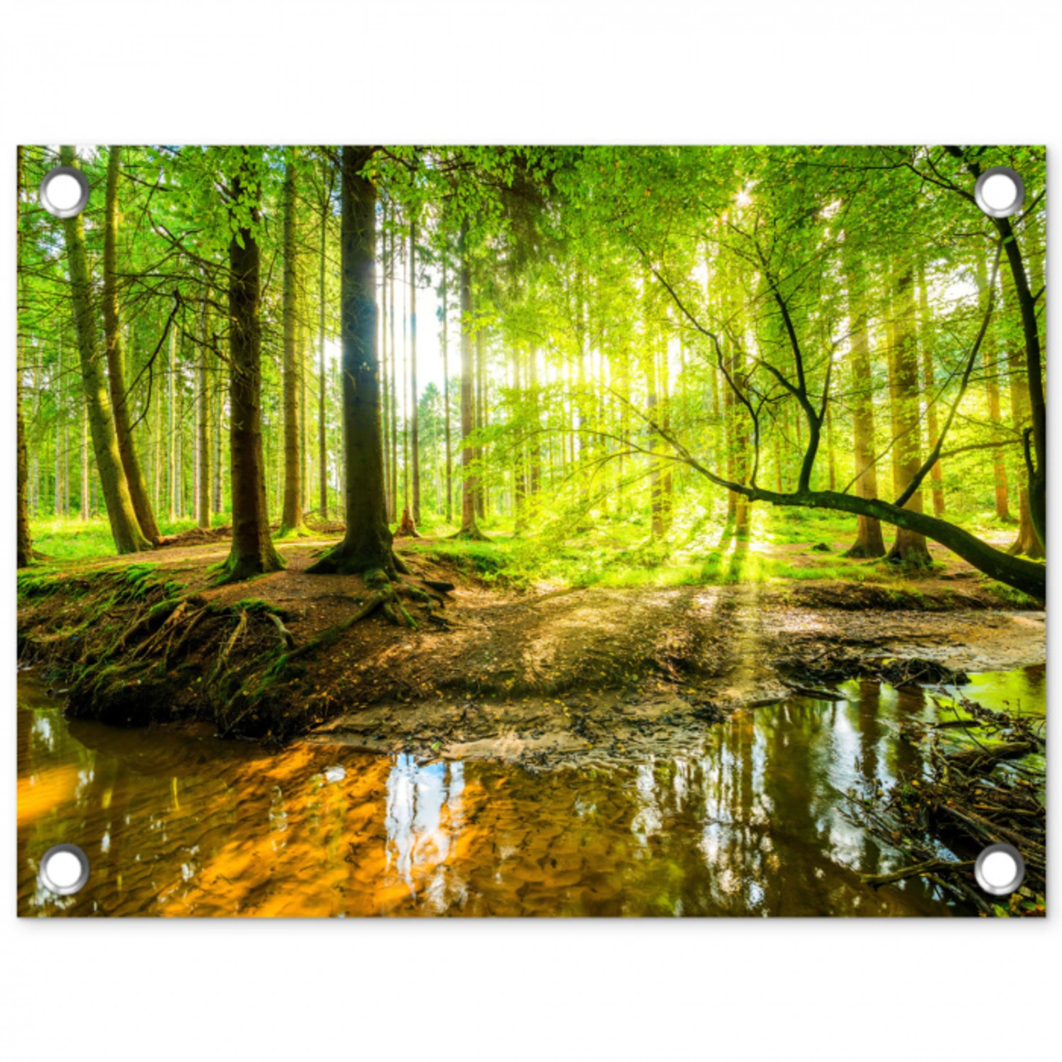 Zonnestralen in een groen bos tuinposter los doek klein -3d