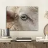 Schaap - Oog - Wit PET vilt klein -sfeer1