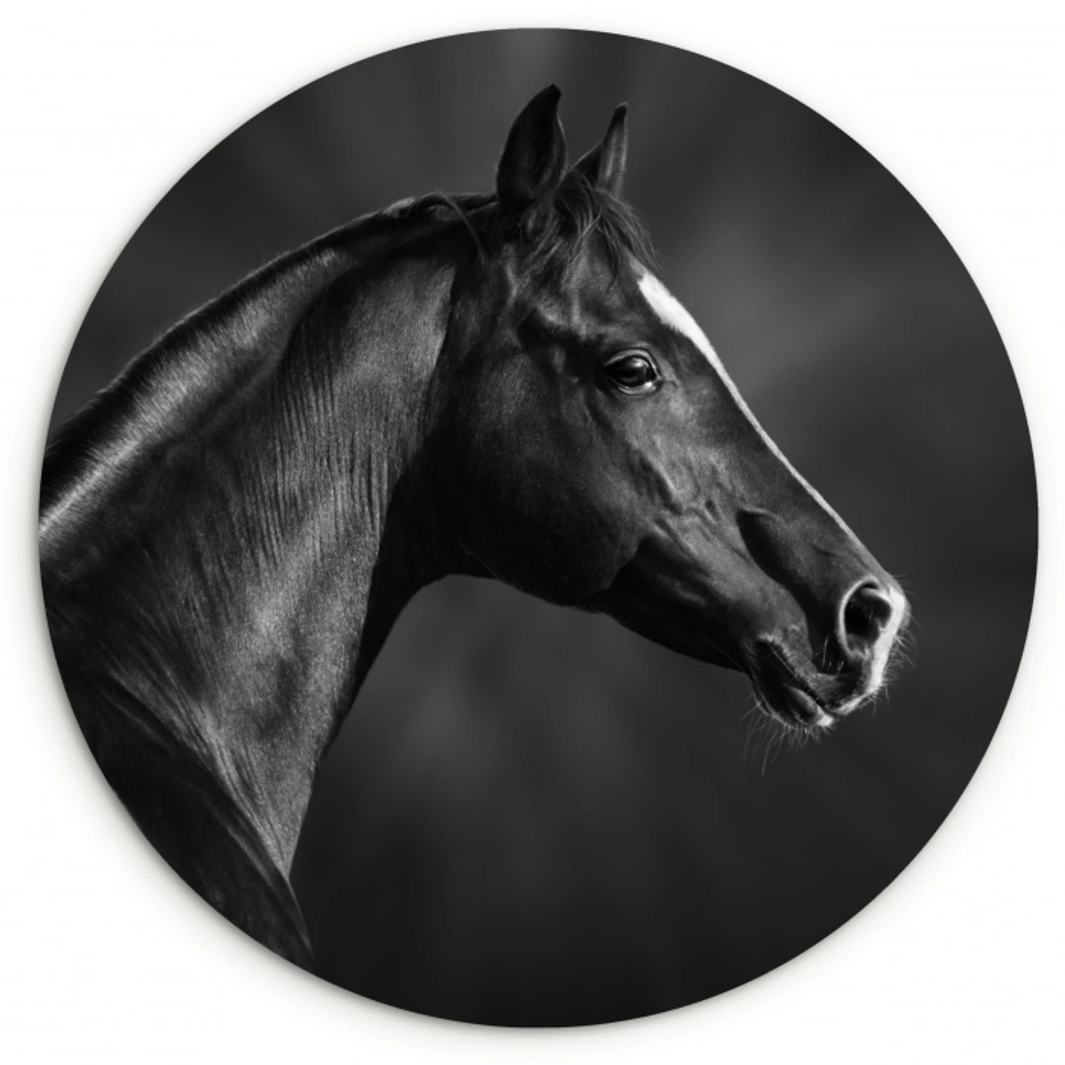 Paard - Dieren - Zwart - Wit - Portret Wandcirkel kunststof plaat 5mm dik klein -3d