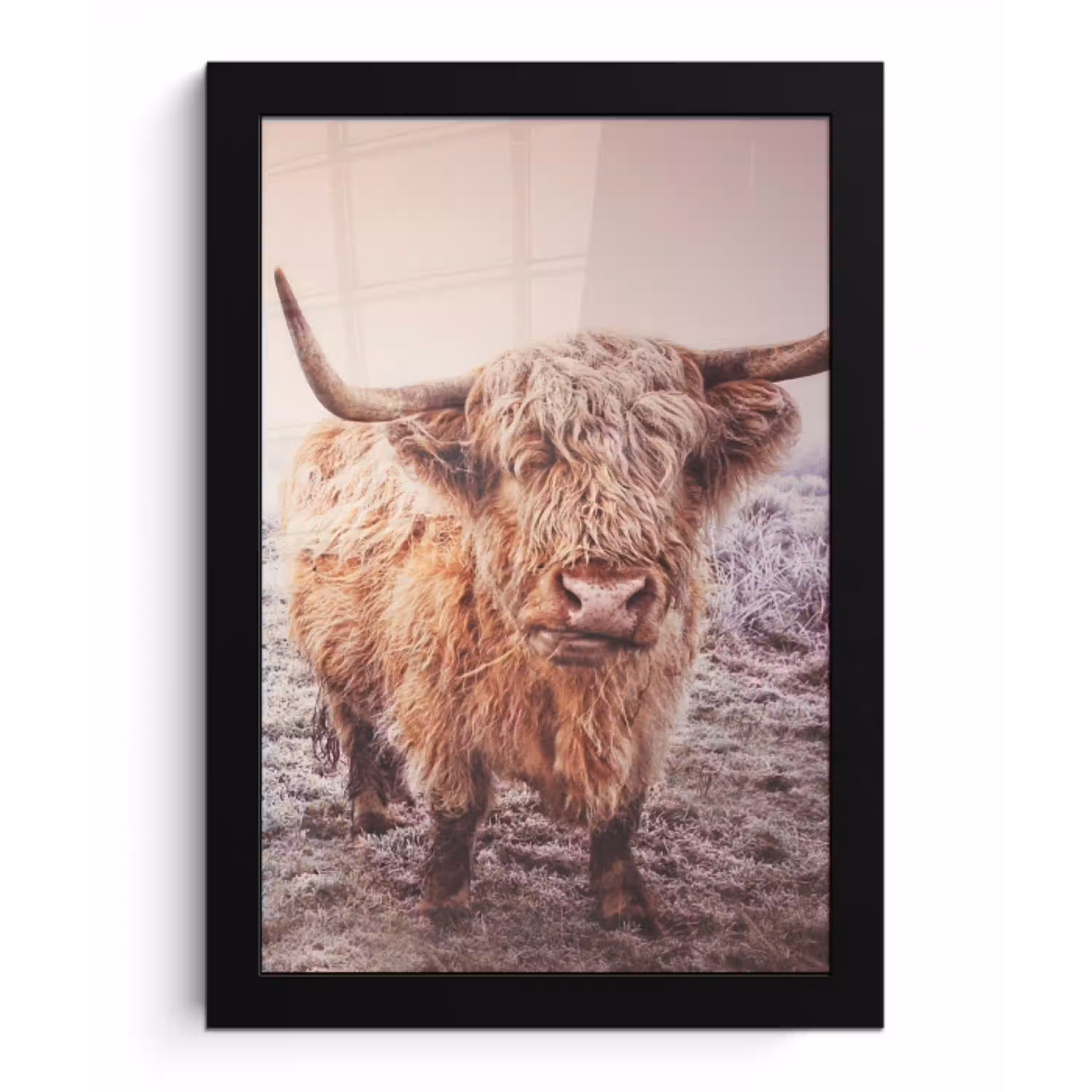 Schotse hooglanders - Licht - Lucht - Natuur fotolijst zwart zonder passe partout klein -3d