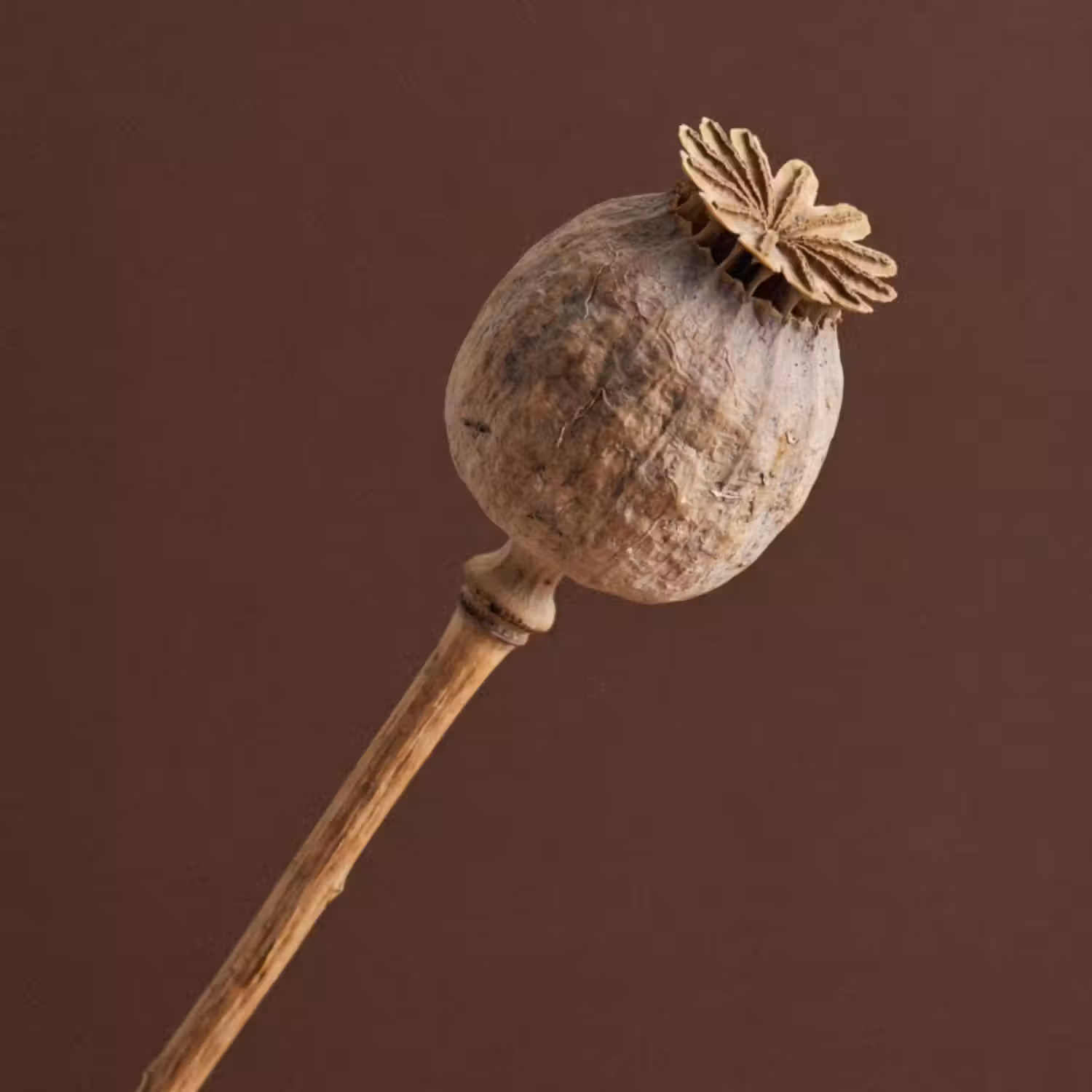Behang - Papaverbol - Droogbloem - Bruin - Minimalistisch