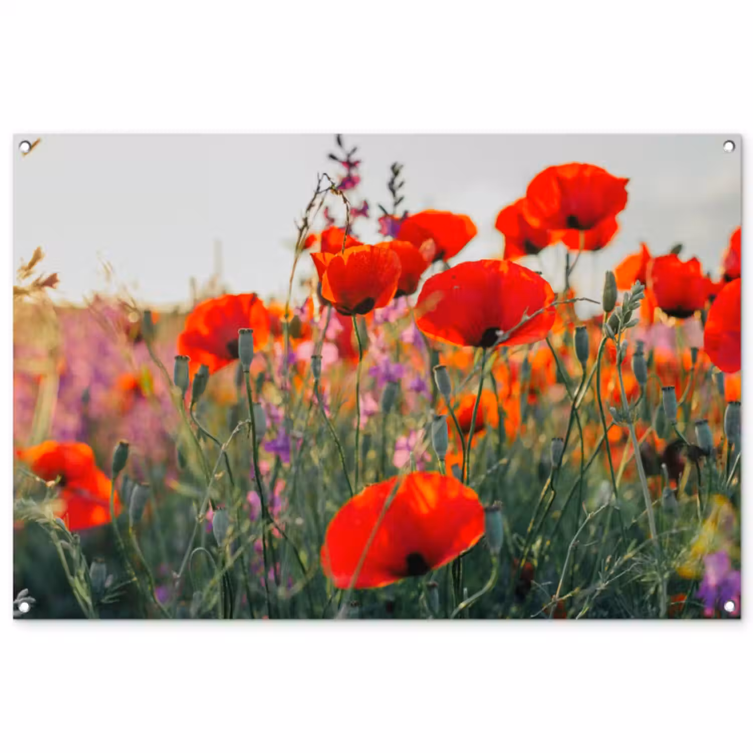 Tuinposter - Rode klaprozen in de avondzon