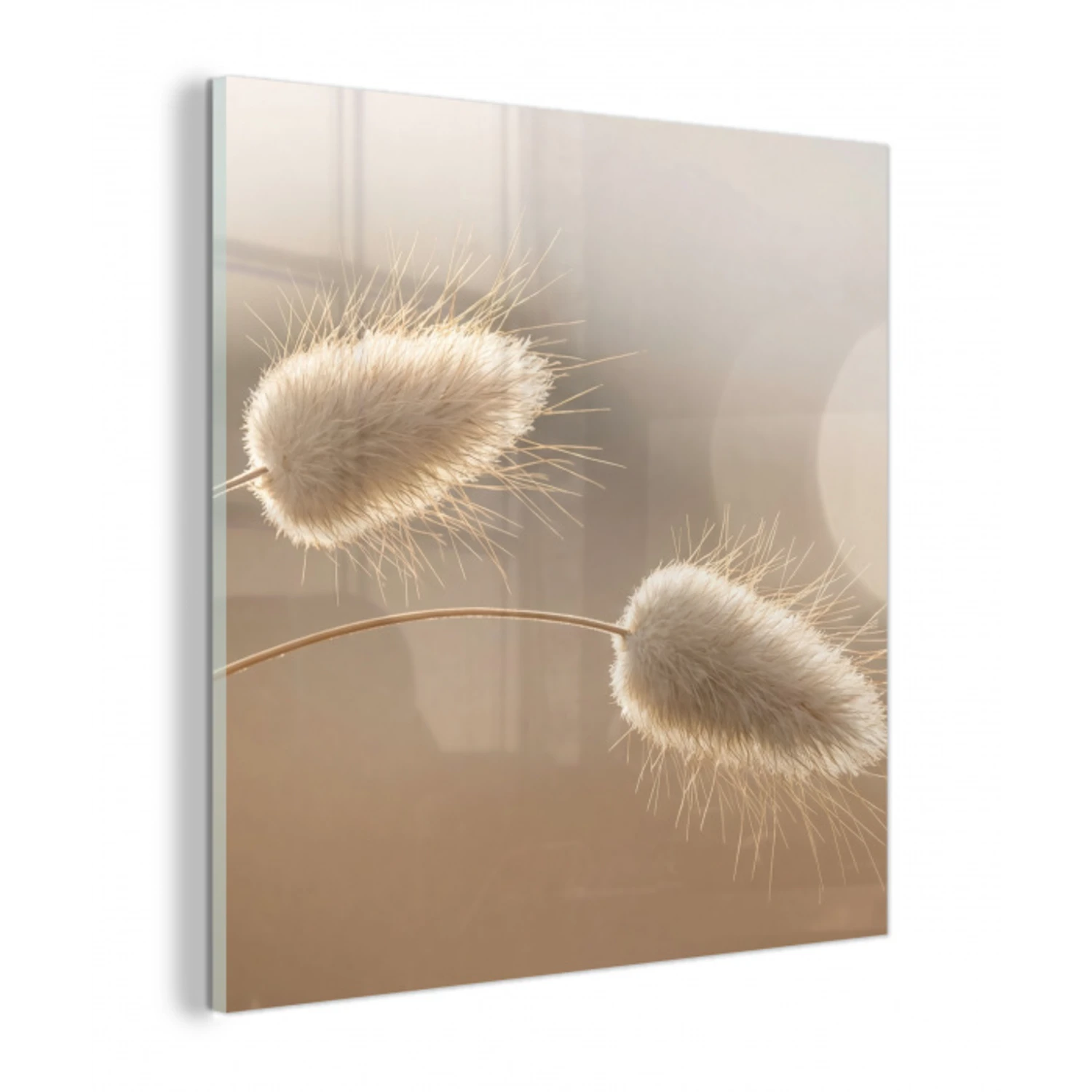 Hazestaartgras - Graanharen - Zonlicht plexiglas 5mm klein -z3d