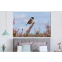 Roodborsttapuit - Heide - Paars - Natuur - Sfeervol forex 5mm xxl -slaapkamer