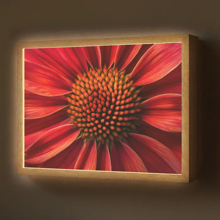 Close up - Bloem- Rood Light Box met batterij (Wandlamp) middel -z3d_website