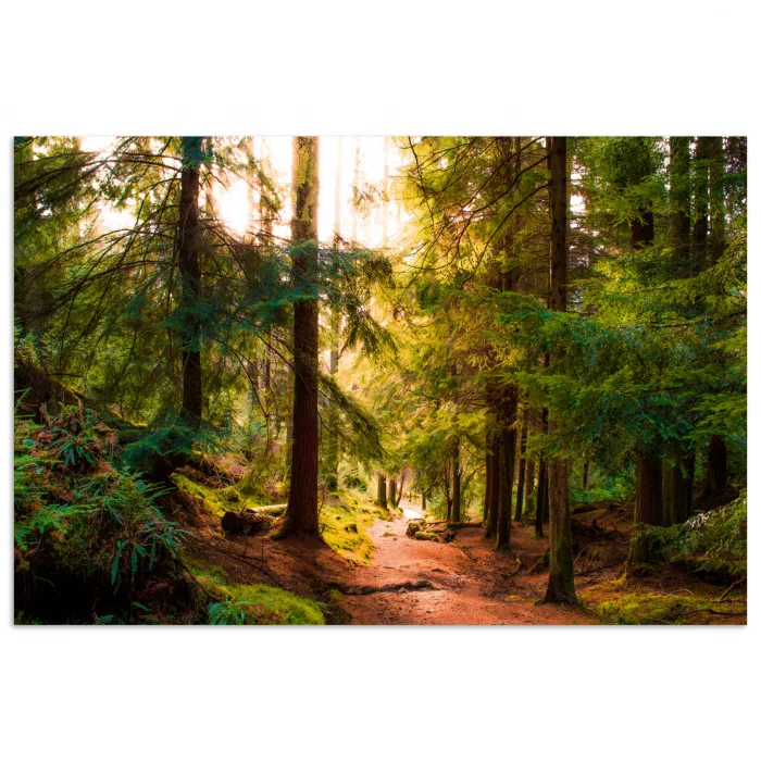 Bos - Pad - Bomen - Groen - Zon - Natuur poster papier klein -3d