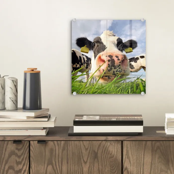 Koe - Boerderij - Gras - Dieren plexiglas 5mm klein -sfeer1