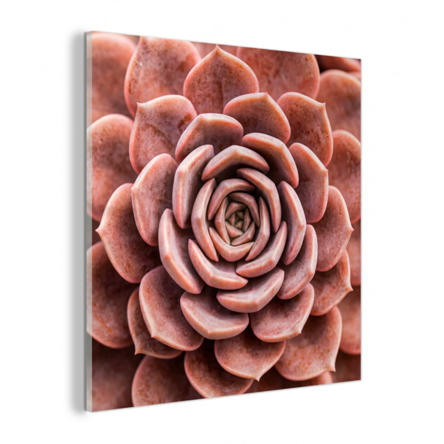 Vetplant - Organisch - Roze plexiglas 5mm klein -z3d