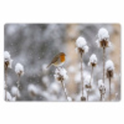Roodborstje - Gedroogde bloem - Sneeuw - Winter - Vertederend Placemat vinyl groot -zzsfeer1_Kitchenyeah-website