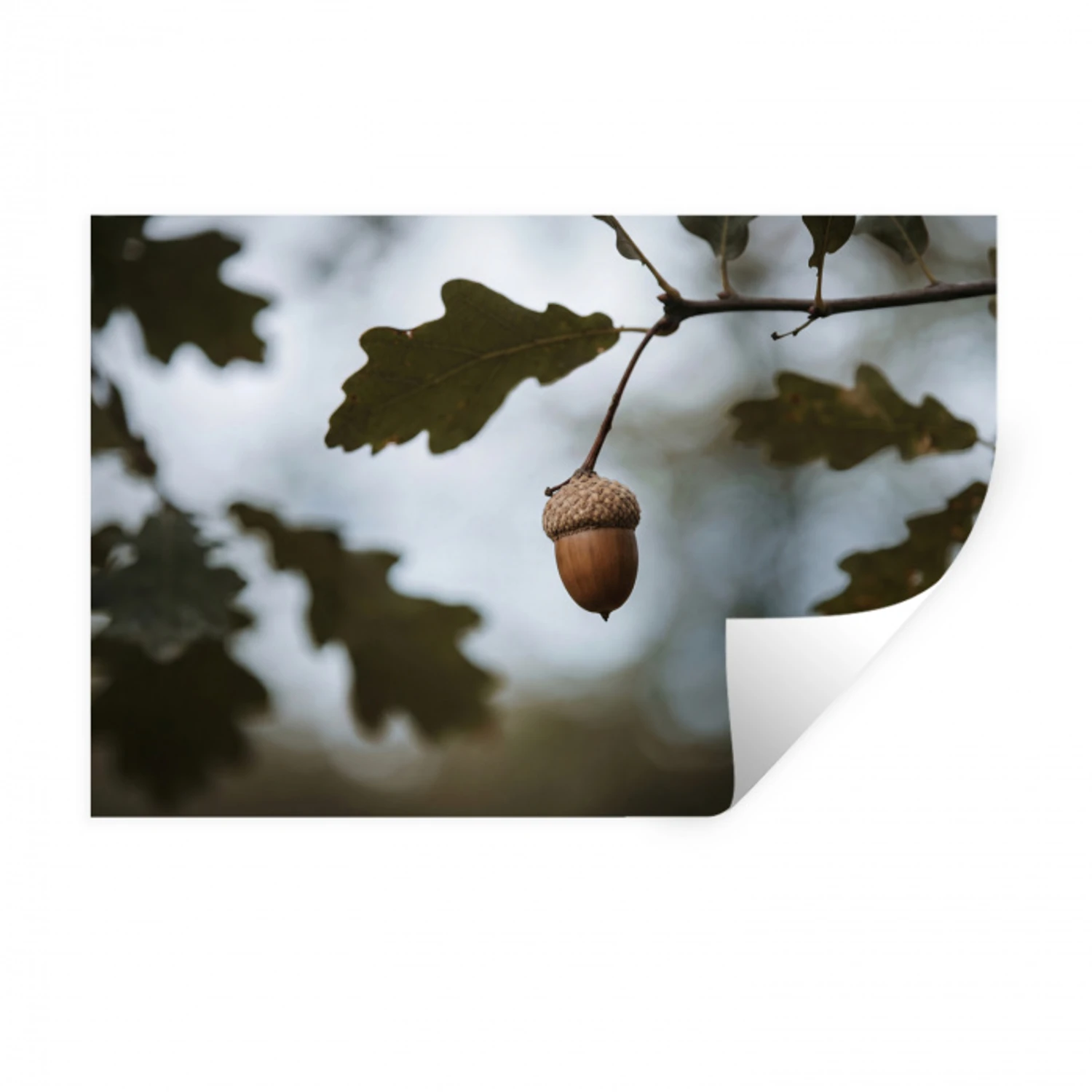 Eikel - Eikenblad - Bos - Herfst - Natuur Muursticker klein -3d