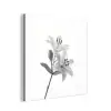 Lelies - Elegant - Zwart - Wit aluminium wit klein -3d
