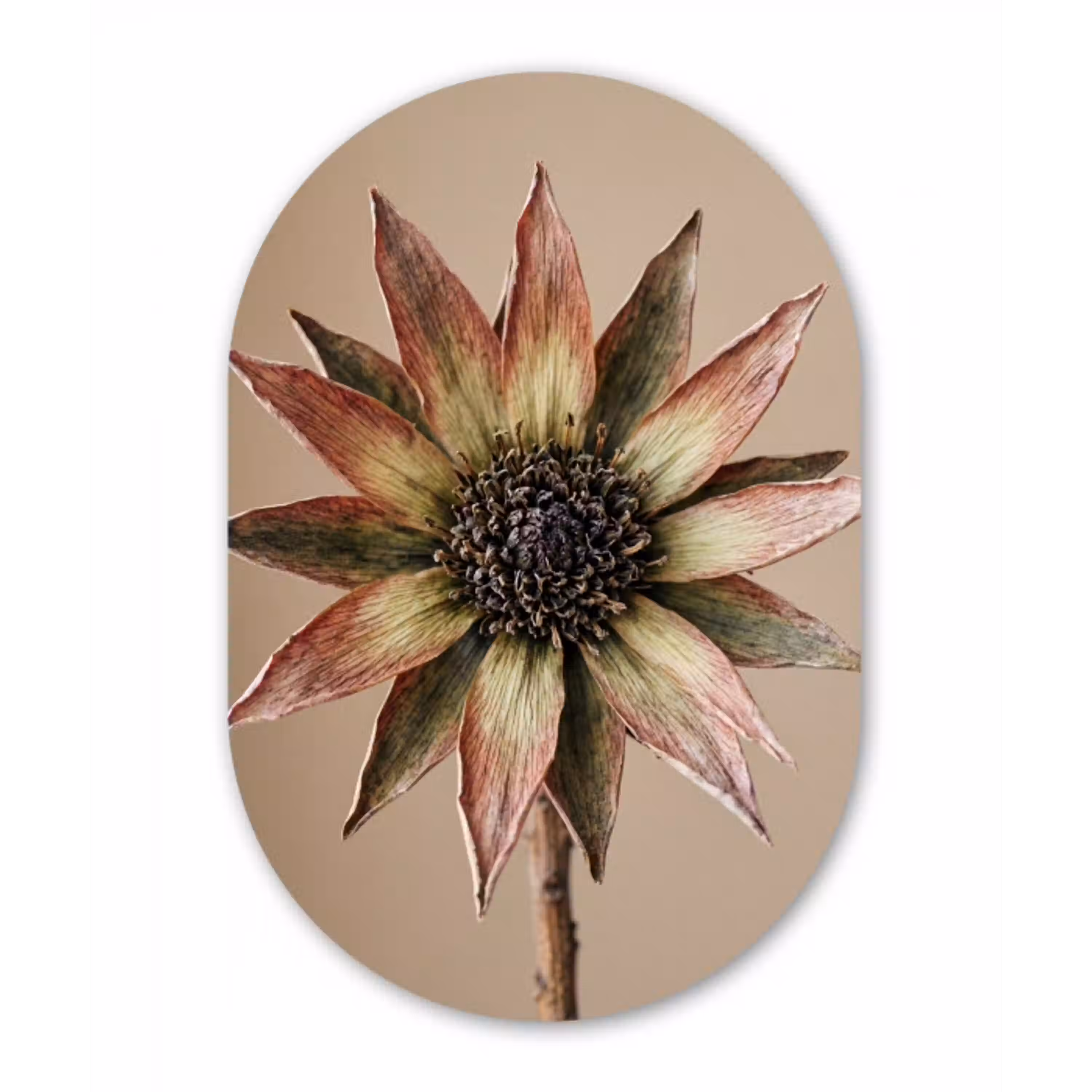 Droogbloem - Protea - Vintage - Beige - Rustiek Wandcirkel Ovaal Aluminium middel -3d