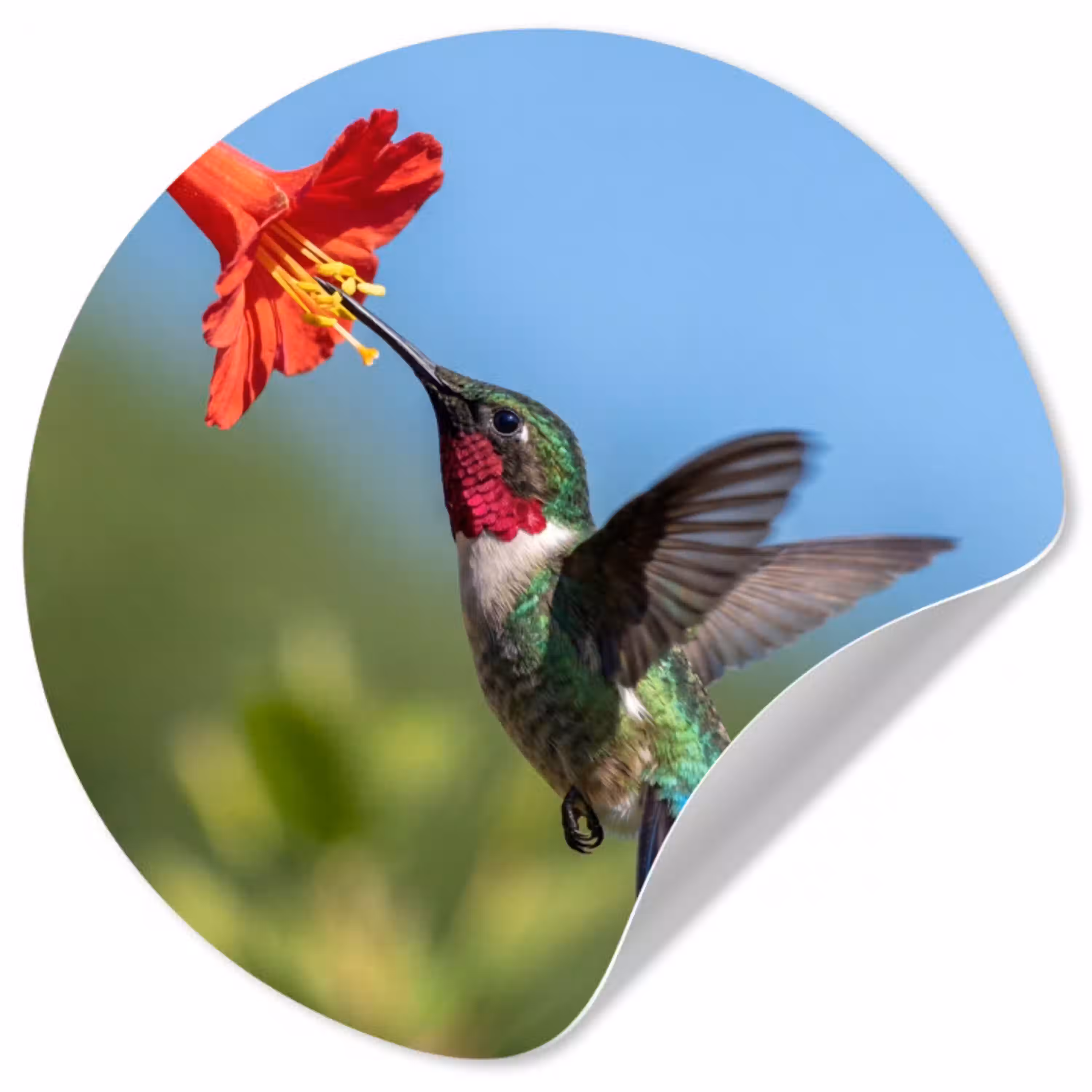 Kolibrie - Bloem - Natuur - Groen Wandcirkel behangsticker klein -3d