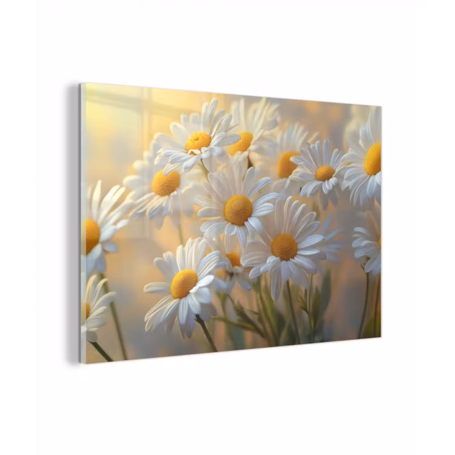 Glasbild - Gänseblümchen - Weiß - Sonnenlicht